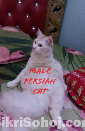 PERSIAN MALE CAT